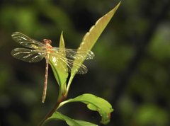 Stylogomphus