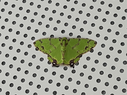 Agathia lycaenaria, 2026-09-22
