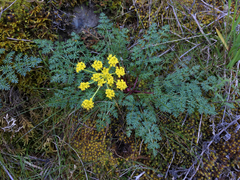 Lomatium cous