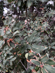 Quercus grisea, photograph (c) Clifton Ladd, C.W.B., some rights reserved (CC BY)