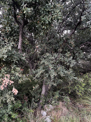 Quercus grisea