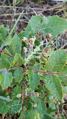 Berberis dictyota