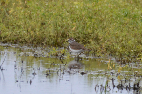 Killdeer