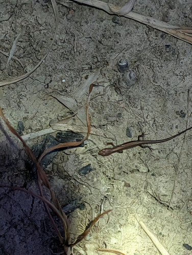 Little Brown Skink