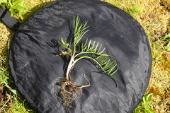 Perideridia gairdneri