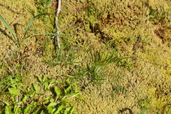 Perideridia gairdneri