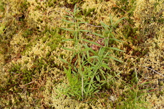 Perideridia gairdneri