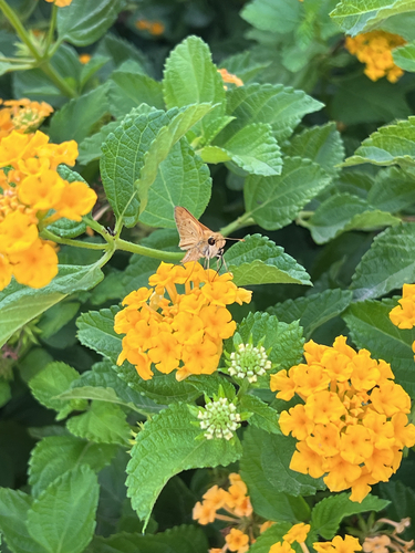 Fiery Skipper