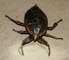 Lethocerus indicus