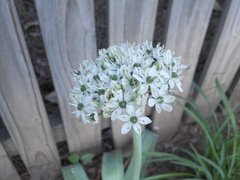 Allium nigrum
