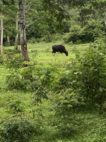 Gaur