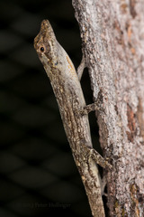 Anolis ortonii
