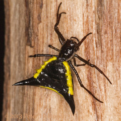 Micrathena pungens