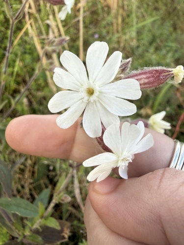white campion