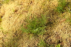 Perideridia gairdneri