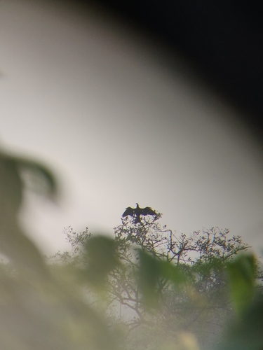 Oriental Darter