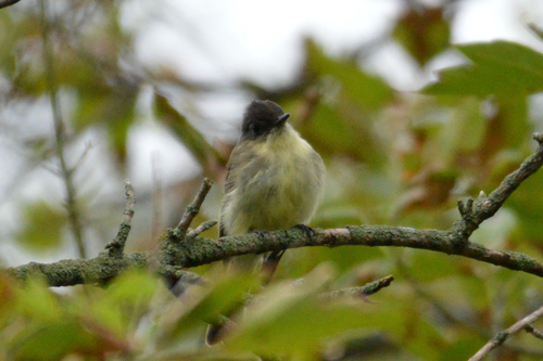 Eastern Phoebe