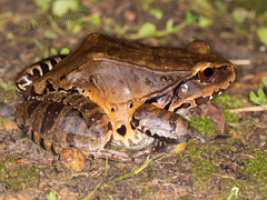 Leptodactylus pentadactylus