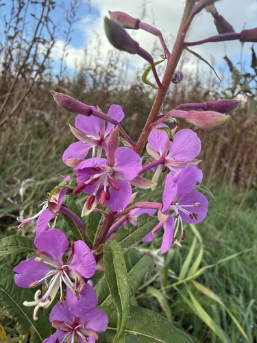 fireweed