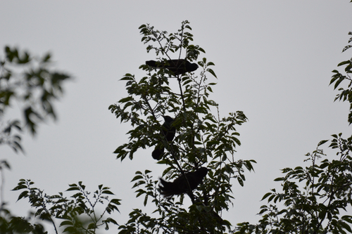 Common Grackle