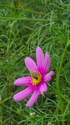 Western Honey Bee