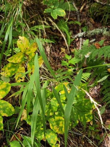 Cinna latifolia observed 2026-09-18