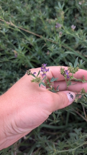Alfalfa