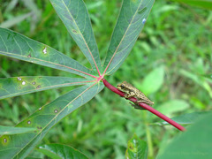Dendropsophus triangulum