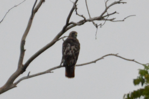 Red-tailed Hawk