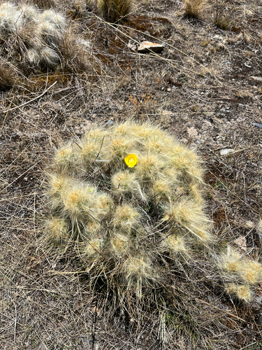 Austrocylindropuntia floccosa, photograph 3