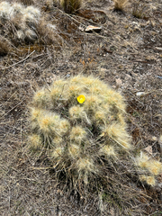 Austrocylindropuntia floccosa, photograph (c) Joshua Huber, some rights reserved (CC BY-SA)