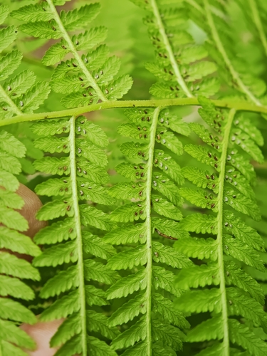 Athyrium angustum, photograph 6