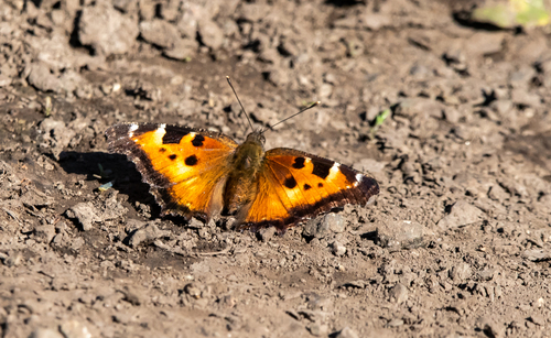 California Tortoiseshell