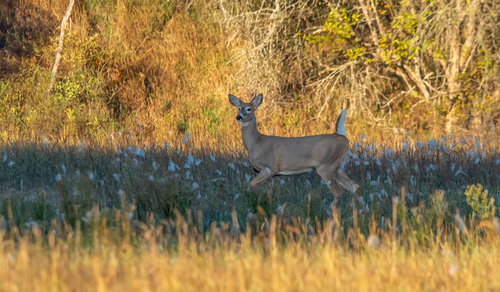 White-tailed Deer