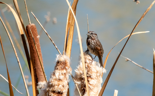 Song Sparrow