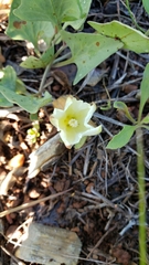 Calystegia atriplicifolia buttensis