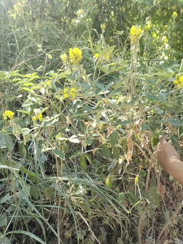 Crotalaria micans observed 2026-09-19