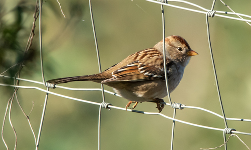 White-crowned Sparrow