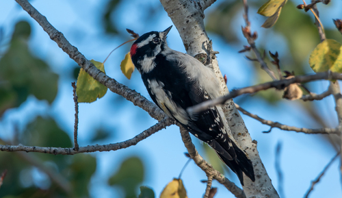 Downy Woodpecker