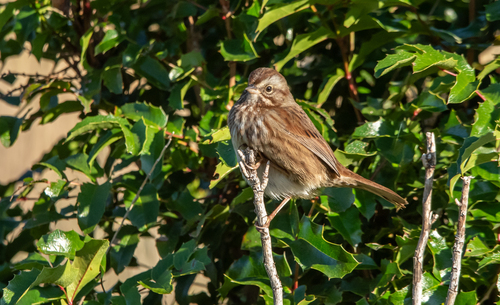 Song Sparrow