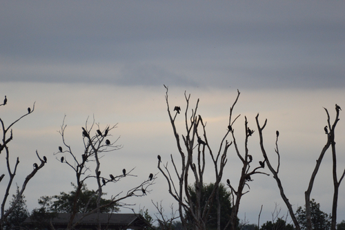 Double-crested Cormorant