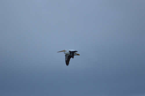 American White Pelican