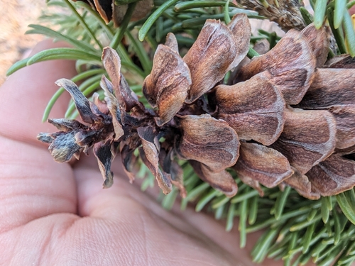 Tsuga mertensiana, photograph 6