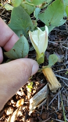 Calystegia atriplicifolia buttensis