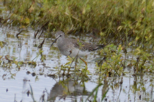 Lesser Yellowlegs