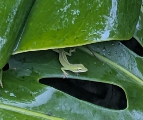Green Anole