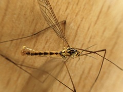 Nephrotoma flavescens