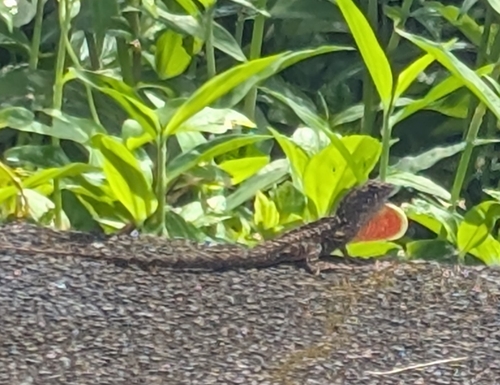 Brown Anole