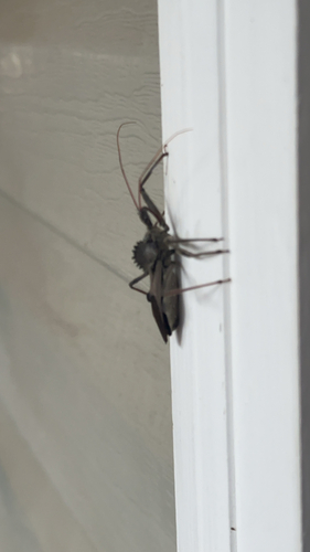 North American Wheel Bug