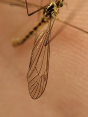 Nephrotoma flavescens